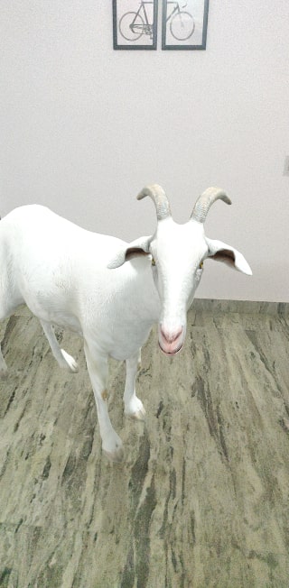 Goat 3D