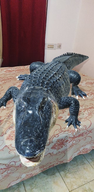 Google 3D Alligator