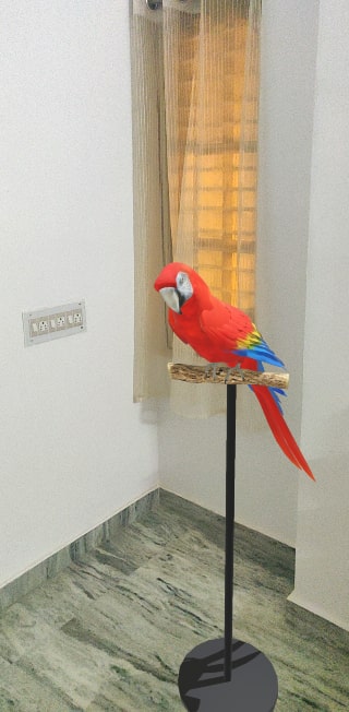 Google Macaw 3D